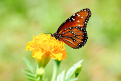 0019_Schmetterling_Bertram_Waldner