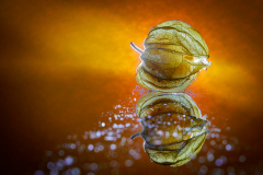 0022_Physalis_Roland_Geuze