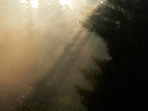 0026_nebel_tobias_gmeiner