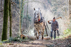 0049_HolzrAckenMitNoriker_Bertram_Wadner