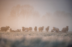 0058_GoodMorning1_denise_neufert