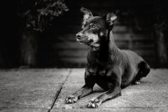 0073_Blacky_Remo_Stechert
