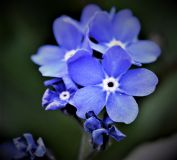 Annemarie_Maldoner_blaue-Blume