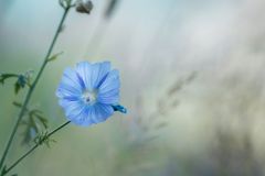 Christian_Kurz_Blume Christian_Kurz_Blume