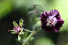 Gisela_Kuzel__Geranium-phaeum