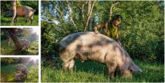 Harald-Schertler_Pig-me Harald-Schertler_Pig-me