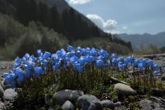 Herbert_Kuzel_Blumeninsel Herbert_Kuzel_Blumeninsel