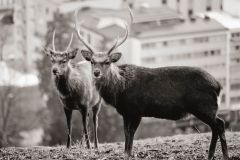 Klaudia_Salzgeber_Wildpark