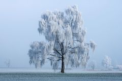 Manfred_Gasser_Winterkleid Manfred_Gasser_Winterkleid
