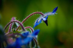 Roland_Geuze_nicht-nur-Blau