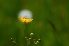 Roland_Geuze_strahlendes-Blümchen