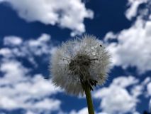 Stefanie_Moosmann_Pusteblume