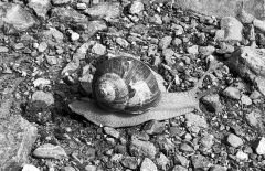 Stefanie_Moosmann_Schnecke-mit-Haus