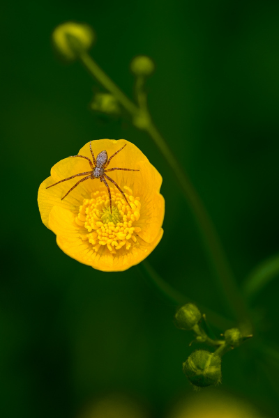 0037_Kleine-Spinne-ganz-gross_Antje_Stechert
