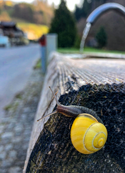 0042_Ist_da_wer_Schnecke_Stefanie_Moosmann