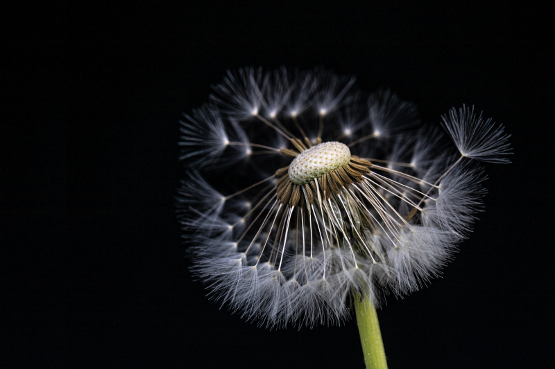 0043_Pusteblume_Stefanie_Moosmann