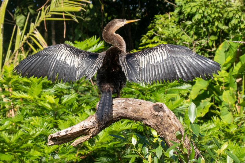 0065_Anhinga_Stefanie_Martin-2