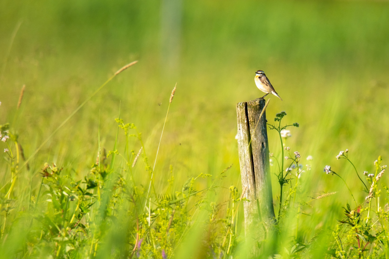 0078_Braunkehlchen_Rudolf_Weingärtner