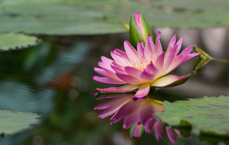 0107_seerose_marlene_moosbrugger