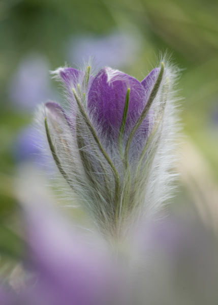 0114_Flaumige-Blume_Andrea_Grabher