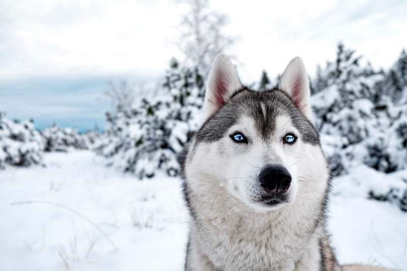 0127_HuskyMaya_Thomas_deMeijer