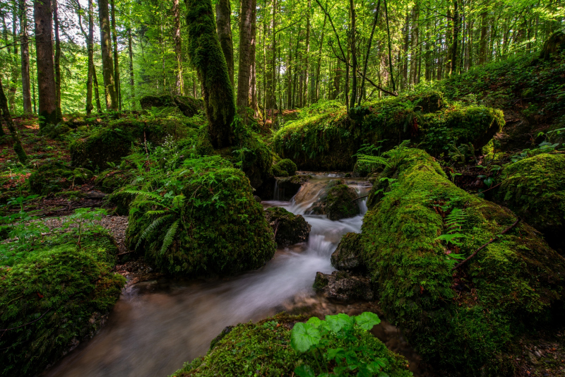 0137_Regenwald_Bianca_Hagspiel