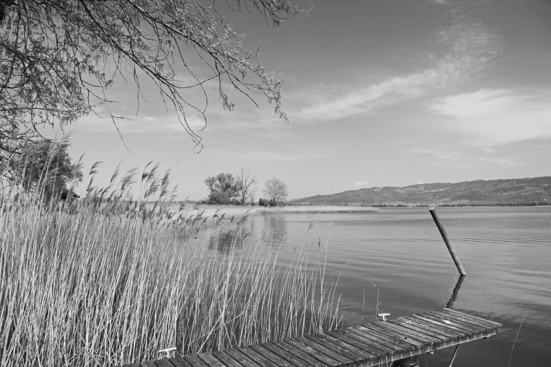 0140_Schilf_Bianca_Hagspiel