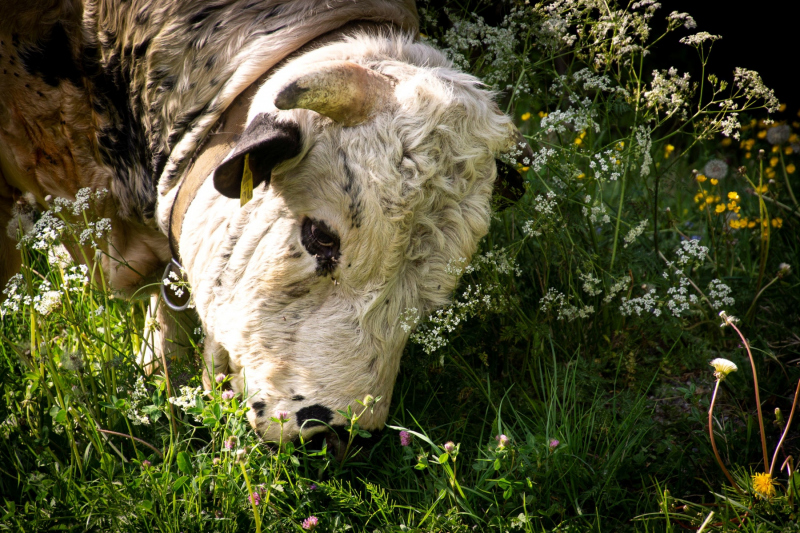 0143_Stier_Joke_Hendrikse