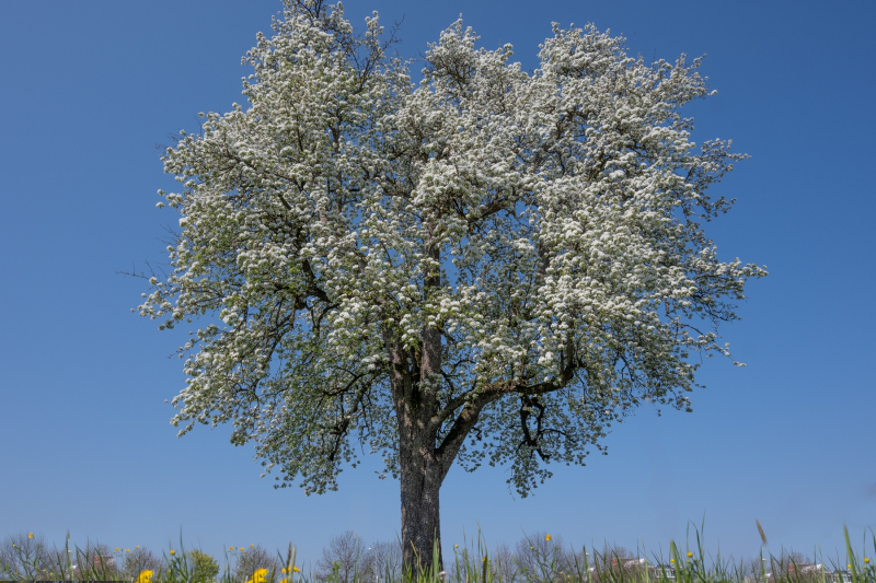 0156_Birnenbaum-in-Blüte_Kurt_Lachner
