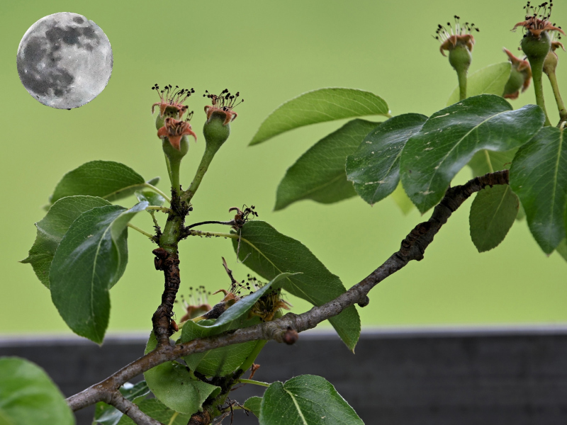 0159_Birnenbaum_Annemarie_Maldoner