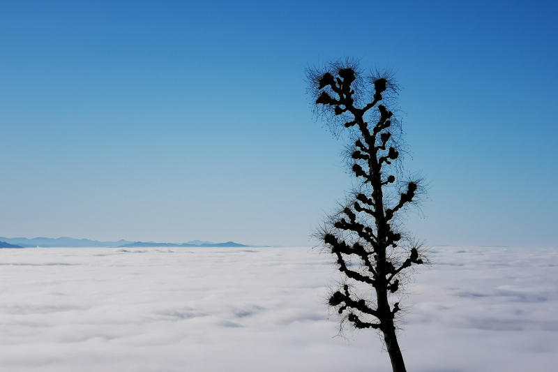 EinsamerBaum