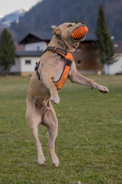 0176_Buddy_Klaudia_Salzgeber
