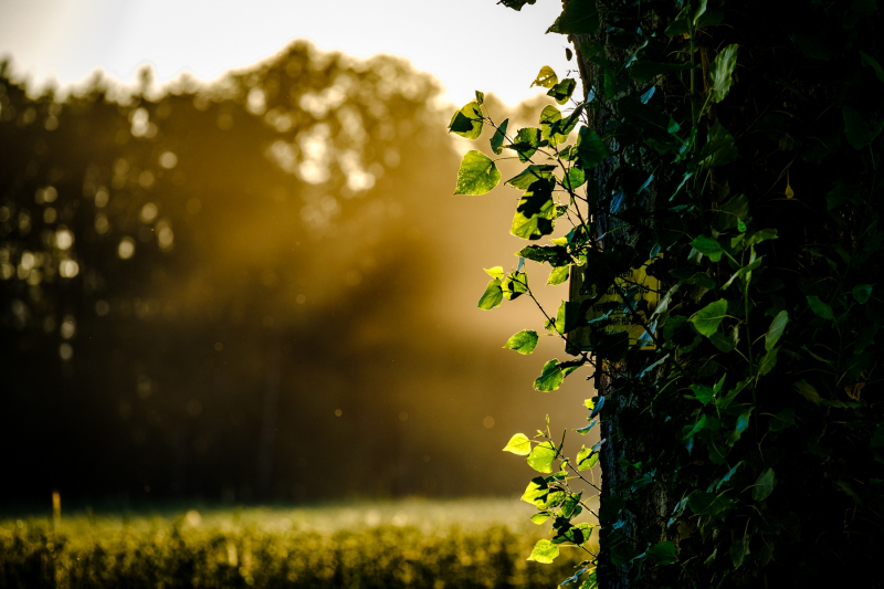 0177_Efeu-im-Ried_Remo_Stechert