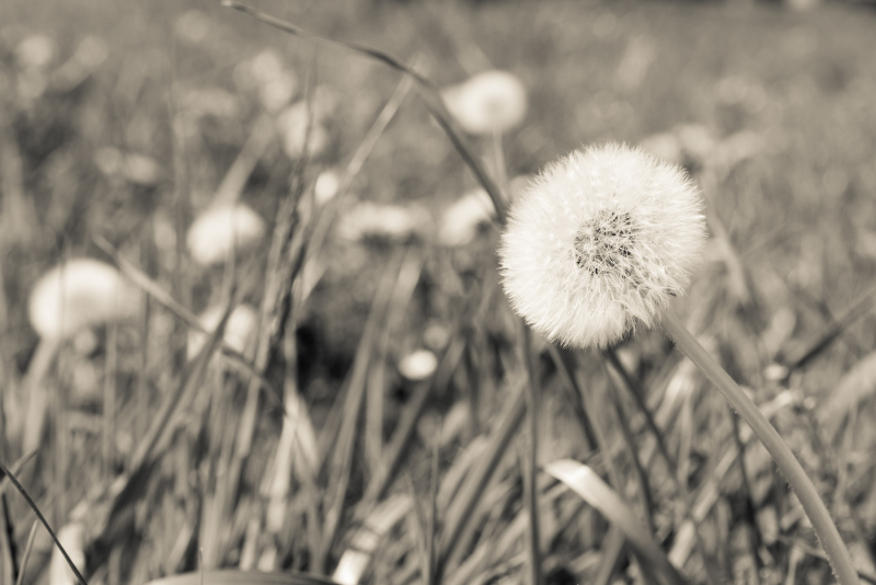 0183_Kuhblume_Ivo_Zehetner
