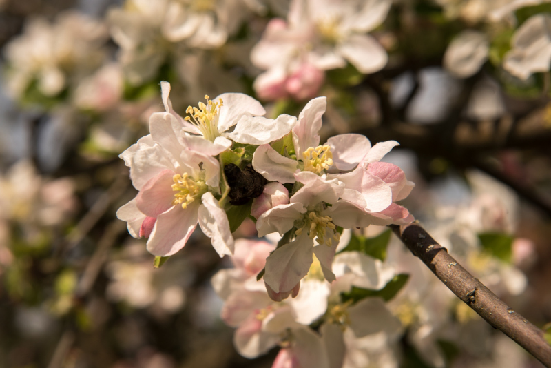 0184_Frühling_Ivo_Zehetner