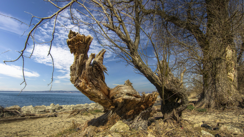 0008_Baumsterben_Herbert_Kuzel