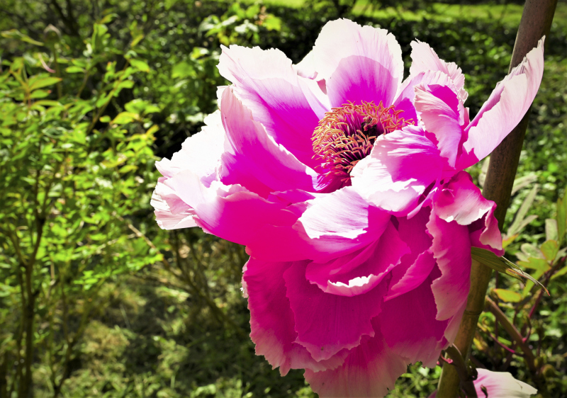 0015_Blume-auf-Kanalinsel_Annemarie_Maldoner