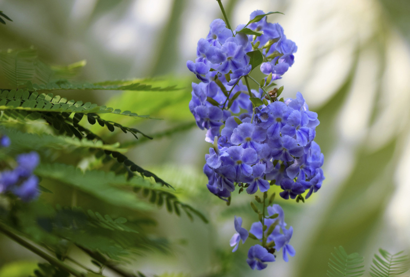 0017_Buehende-Blume_Annemarie_Maldoner