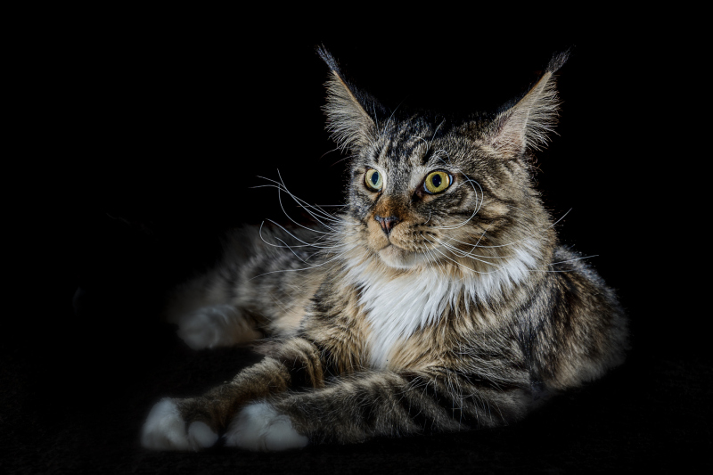 0018_Cat_Klemens_Sohler