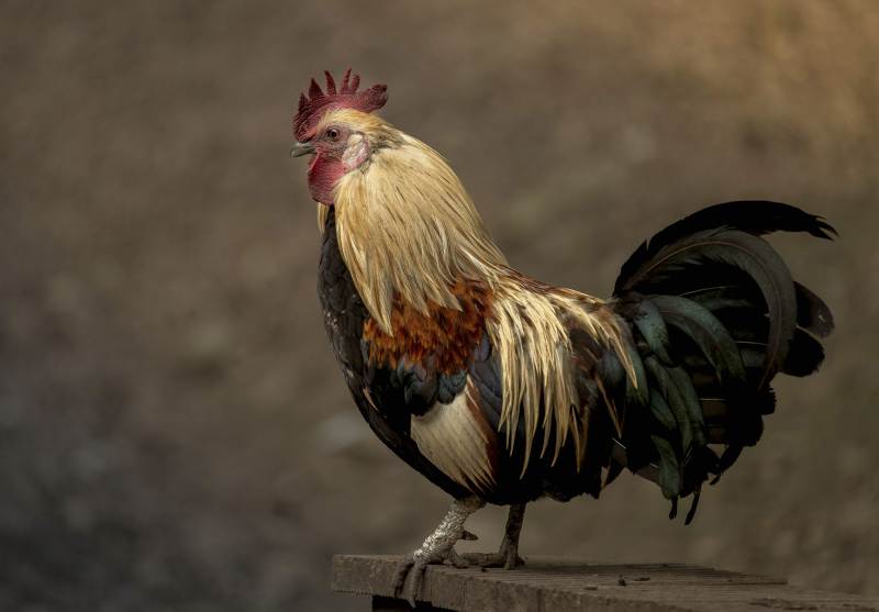 0032_Gallus_Hannes_Rehm