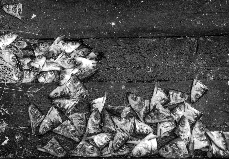 0036_Heringe_Hannes_Rehm