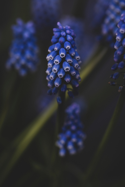 0037_Hyazinthe_Julia_Egender