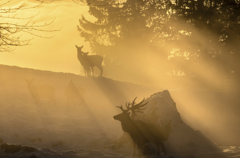 0045_King1_denise_neufert