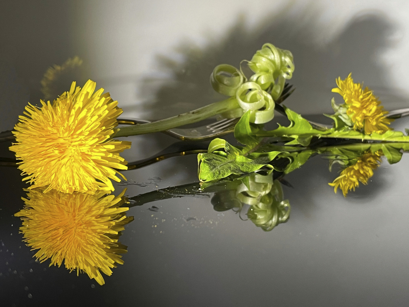 0050_Loewenzahn_Annemarie_Maldoner