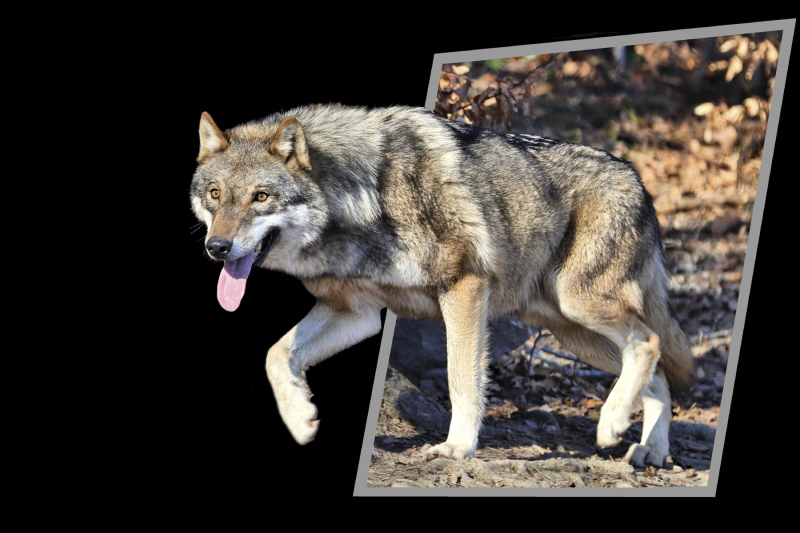 0084_Wolf_Gisela_Kuzel