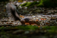 00492_Eichhoernchenwald_Fischen_260919_©-Mario-Stecher@FT-Digital-2026