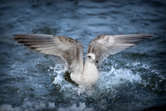 0002_Fotoausflug Hard©Mario Stecher 2018