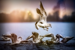 0003_Fotoausflug Hard©Mario Stecher 2018