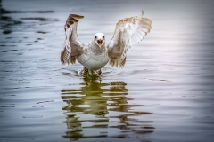 0006_Fotoausflug Hard©Mario Stecher 2018
