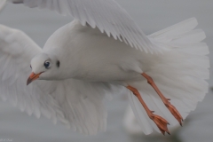 FD-2018-12-28-Hard-Möwe-VG-188215 FD-2018-12-28-Hard-Möwe-VG-188215
